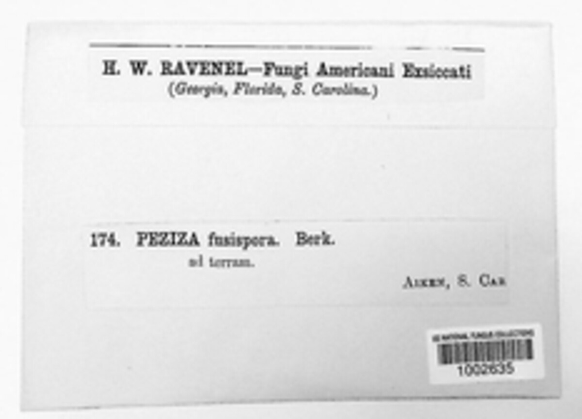 Byssonectria fusispora image